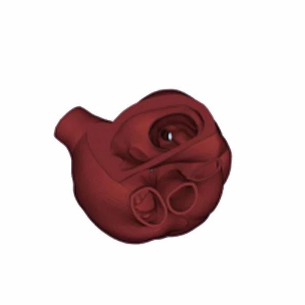 Cardiac Mitral Valve Surgery Model suppliers