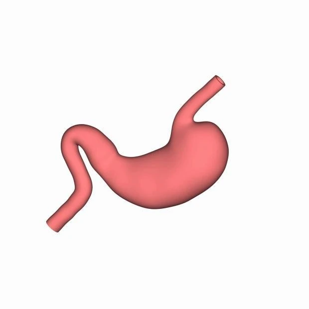 Stomach Model With Partial Esophagus best
