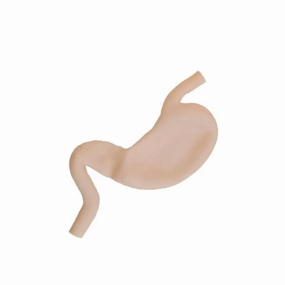 Stomach Model With Partial Esophagus factory