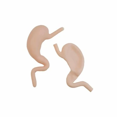 Stomach Model with Partial Esophagus