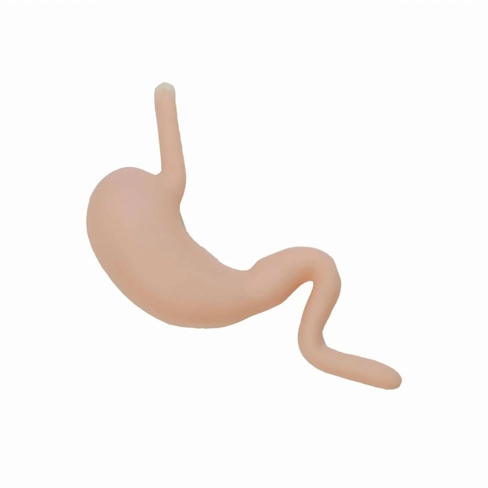 Stomach Model With Partial Esophagus suppliers