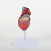 Medical Teaching Model